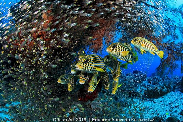 Ocean Art Underwater Photo Competition 2019