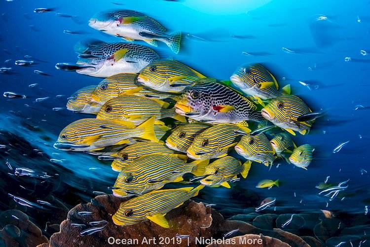 Ocean Art Underwater Photo Competition 2019