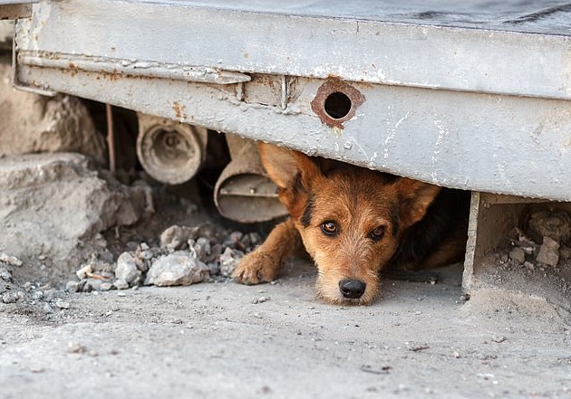 Perros Ciencia Perros Ciencia