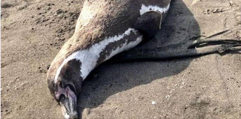 Animales marinos aparecen muertos en la costa de la comuna de Concón