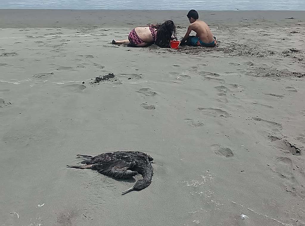 Animales marinos aparecen muertos en la costa de la comuna de Concón