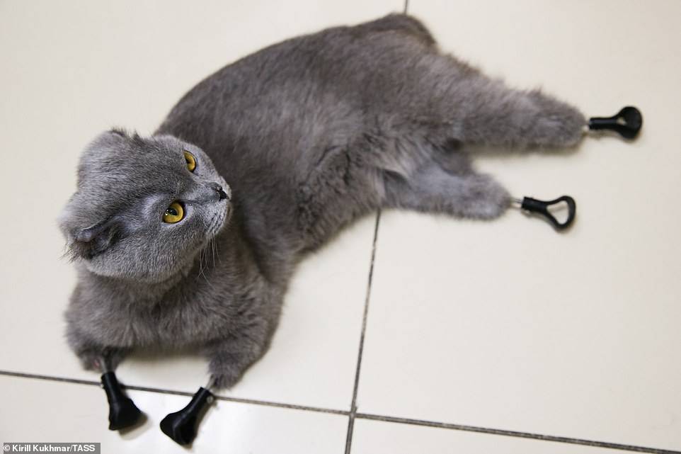 Gata recibe nueva oportunidad de vida gracias a la impresión 3D luego de perder sus cuatro patas Gata recibe nueva oportunidad de vida gracias a la impresión 3D luego de perder sus cuatro patas