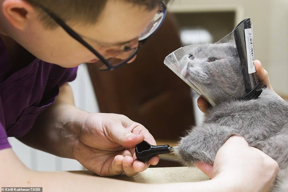 Gata recibe nueva oportunidad de vida gracias a la impresión 3D luego de perder sus cuatro patas