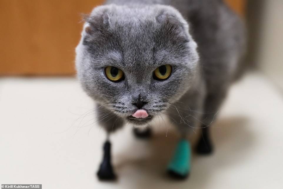 Gata recibe nueva oportunidad de vida gracias a la impresión 3D luego de perder sus cuatro patas