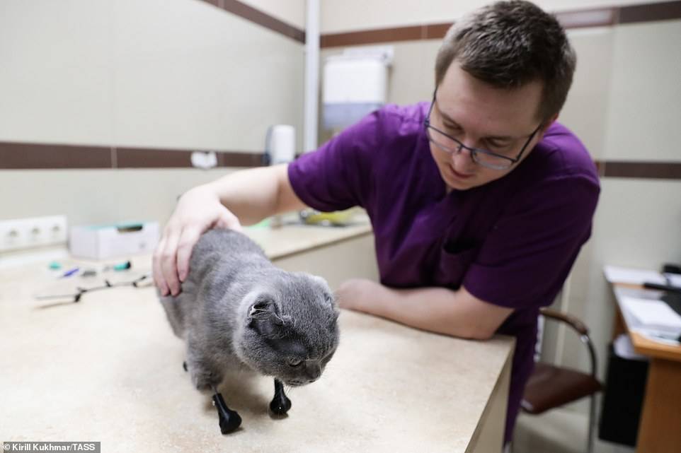 Gata recibe nueva oportunidad de vida gracias a la impresión 3D luego de perder sus cuatro patas