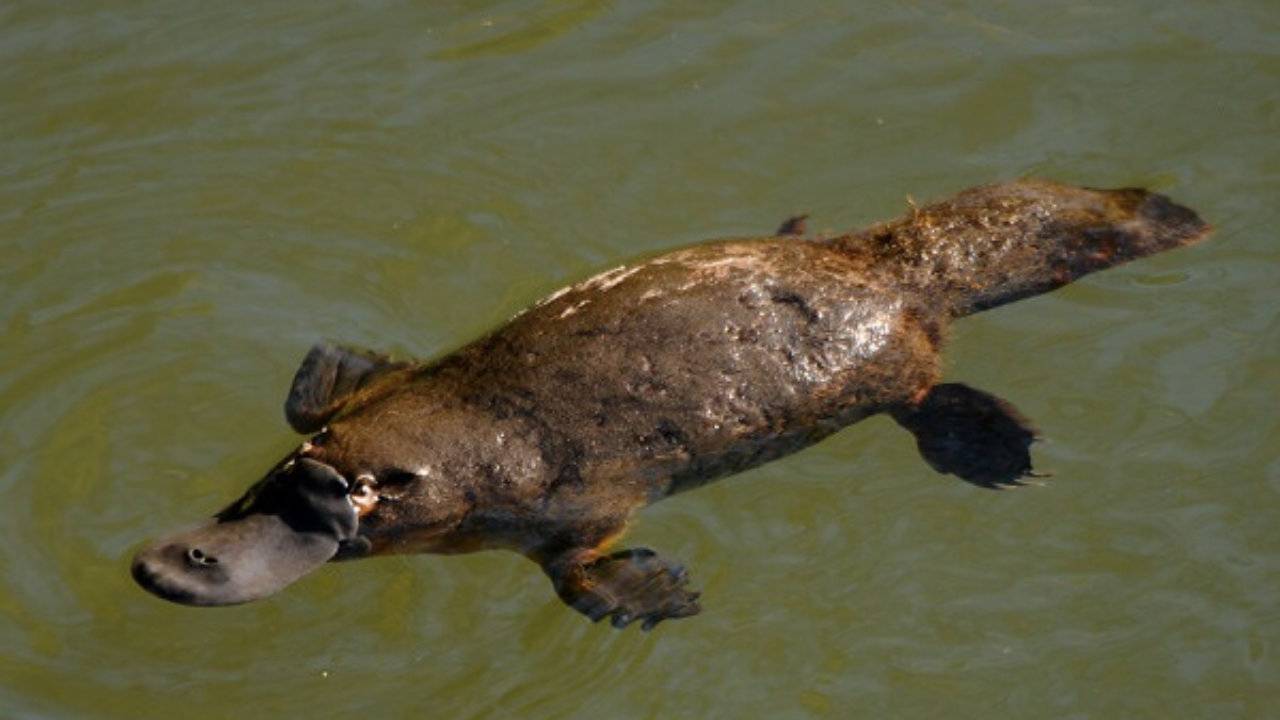 Peligro de extinción: Ornitorrinco está a punto de quedar en la lista debido al cambio climático Peligro de extinción: Ornitorrinco está a punto de quedar en la lista debido al cambio climático