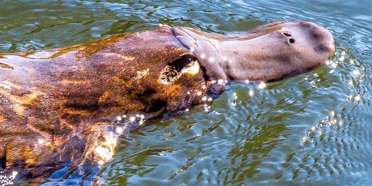 Peligro de extinción: Ornitorrinco está a punto de quedar en la lista debido al cambio climático