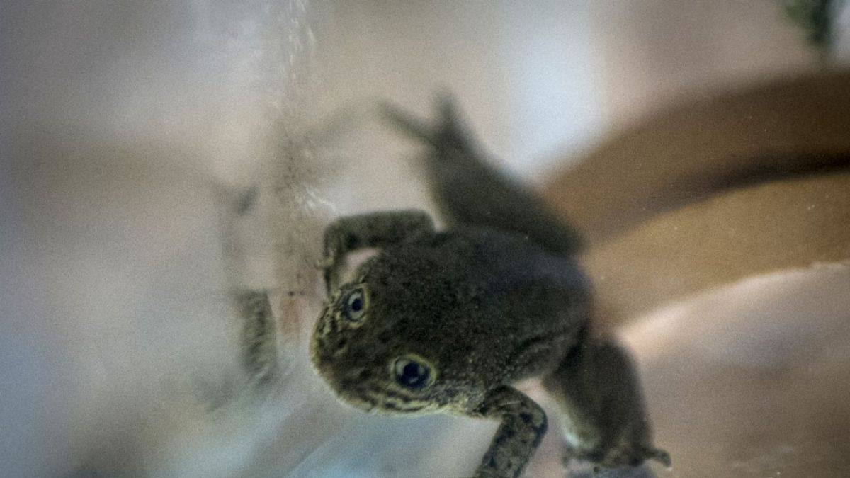 La Rana del Loa ha sido considerada en peligro de extinción La Rana del Loa ha sido considerada en peligro de extinción