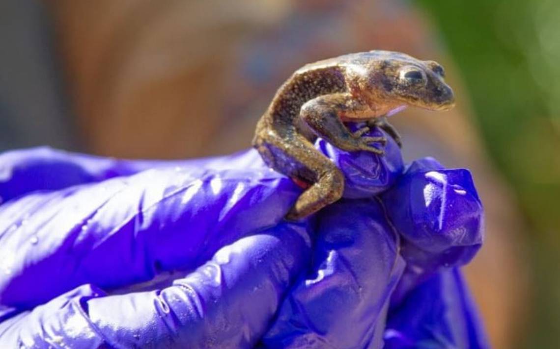 La Rana del Loa ha sido considerada en peligro de extinción La Rana del Loa ha sido considerada en peligro de extinción