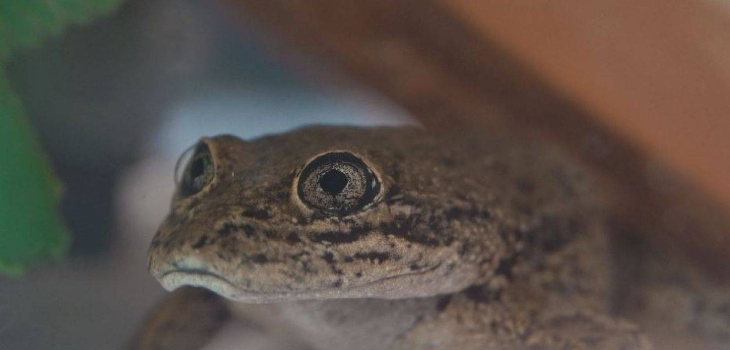 La Rana del Loa ha sido considerada en peligro de extinción La Rana del Loa ha sido considerada en peligro de extinción