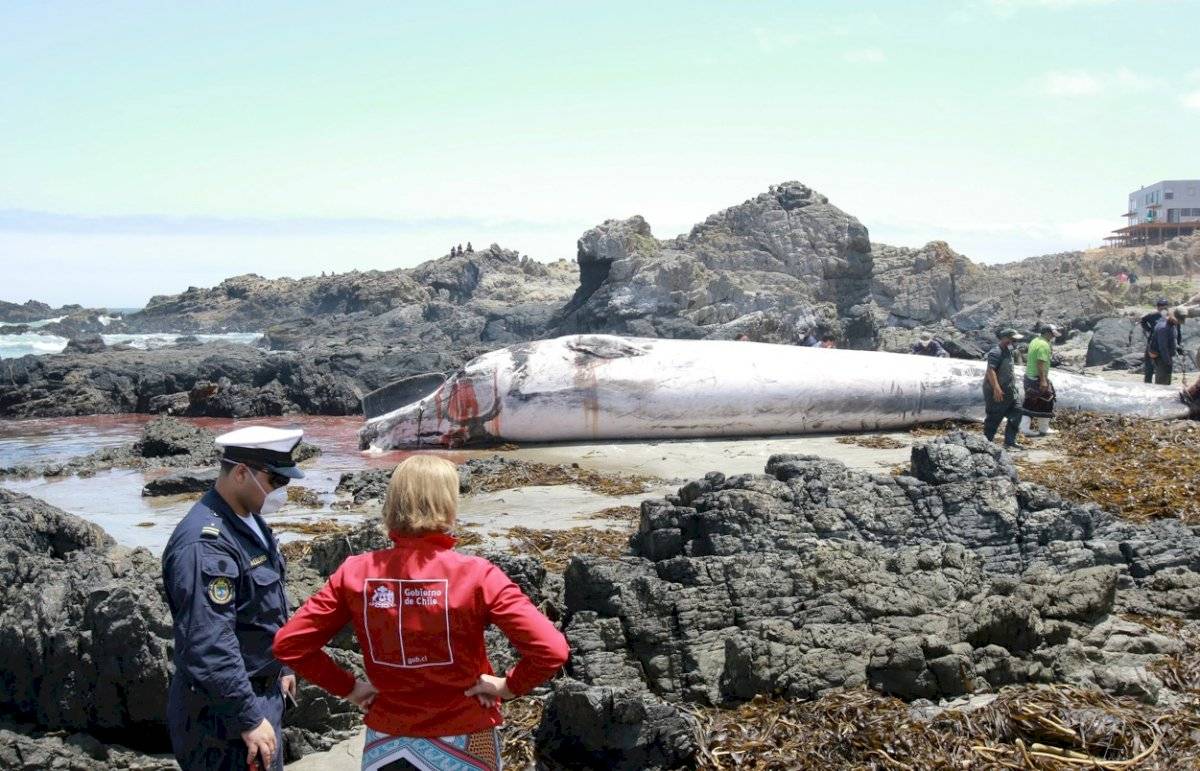 Ballena en Petorca