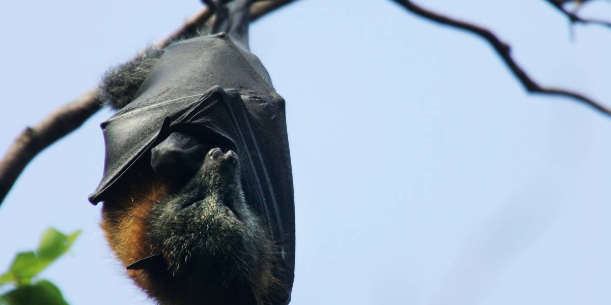 China prohibió el consumo de animales salvajes por coronavirus