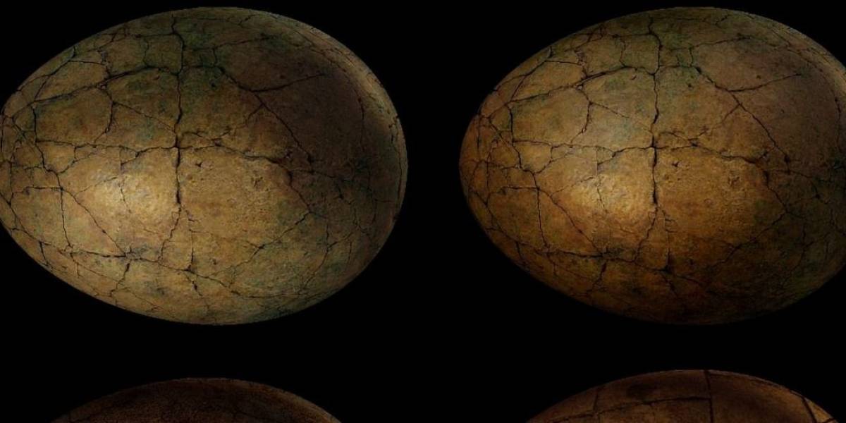 Un huevo de dinosaurio con un embrión de hace 65 millones de años fue puesto en venta por 12.500 dólares