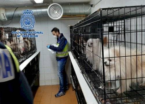 Rescate de Chihuahuas en Madrid