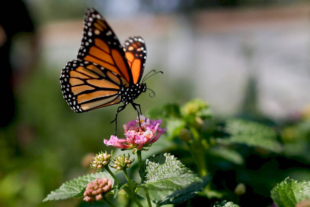 mariposa monarca