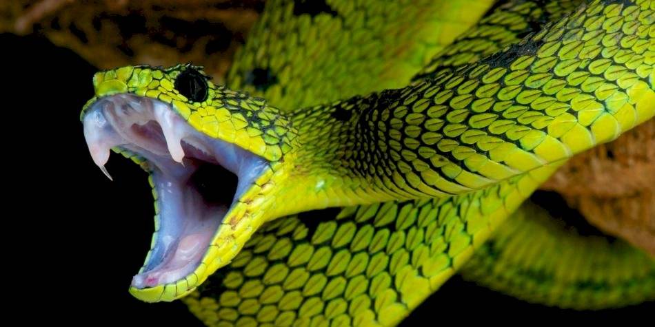 serpiente coronavirus