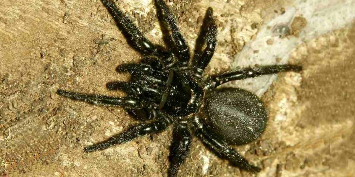 Australia: Araña letal aparece luego de los incendios forestales