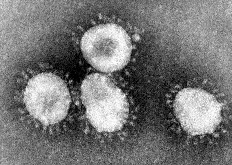 Coronavirus: ¿cómo el sistema inmunológico ataca al COVID-19?