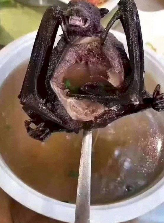 sopa de murciélago