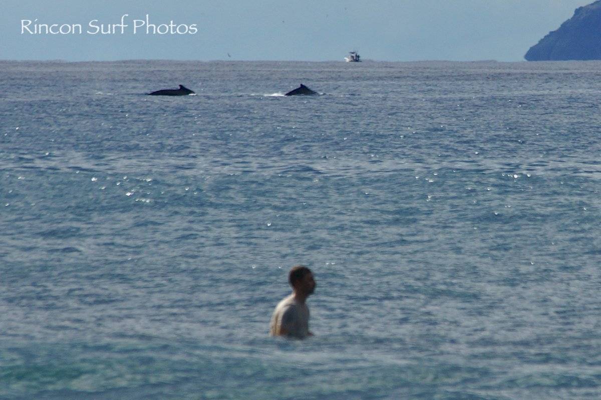 Ballenas jorobadas