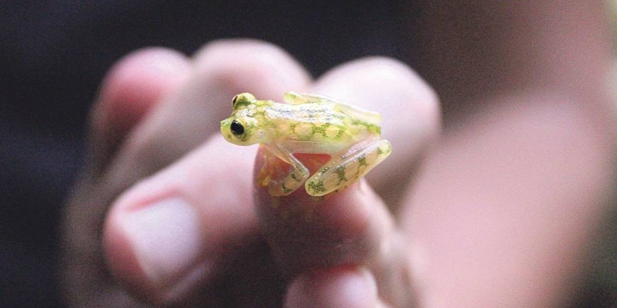 La “rana de cristal”, casi extinta, reaparece en Bolivia después de casi 20 años