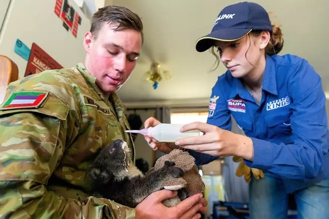 Australia Koalas Australia Koalas