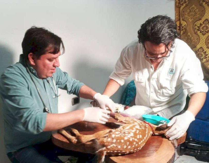 Venado rescatado por Conap