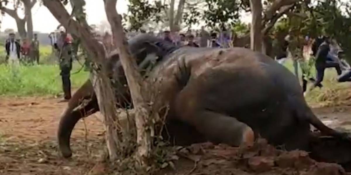 Video de ingenioso rescate a un elefante en India conmueve en Internet