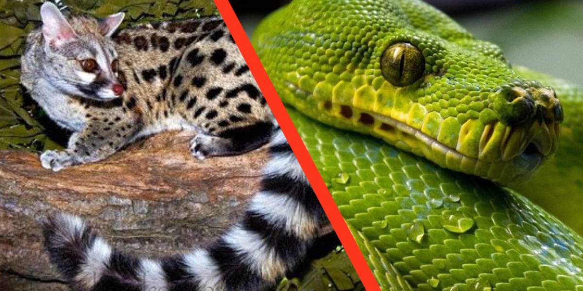 Coronavirus: De estos animales se sospecha de haber contagiado a los humanos