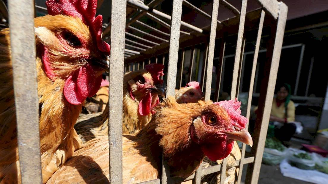 China anuncia brote de gripe aviar en zona cerca a Wuhan, foco de coronavirus