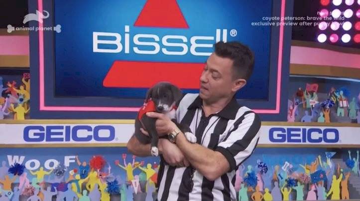 Puppy Bowl 2020