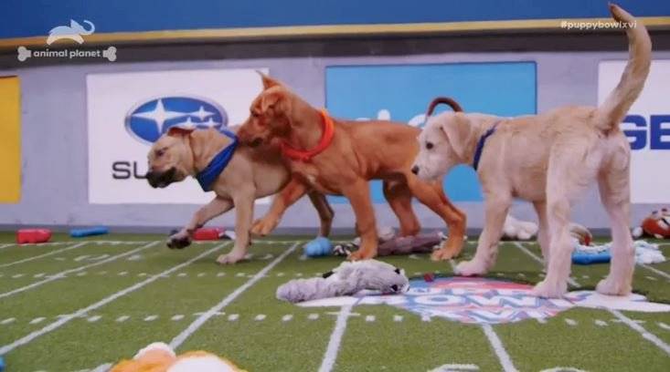 Puppy Bowl 2020