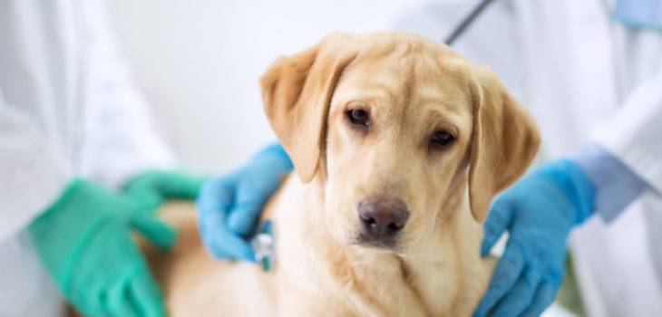 Los perros pueden contraer el coronavirus canino ¿es igual al de Wuhan?