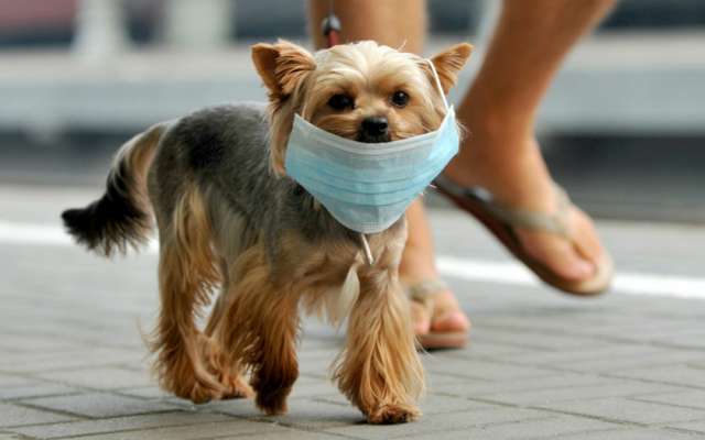 Los perros pueden contraer el coronavirus canino ¿es igual al de Wuhan?