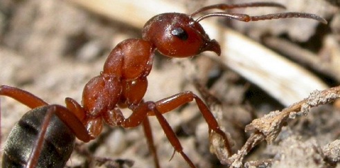 hormigas