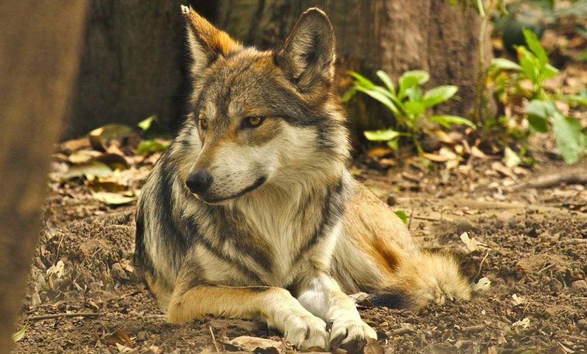 Lobo Mexicano Peligro de extinción Lobo Mexicano Peligro de extinción