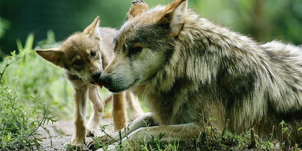 Lobo Mexicano: La WWF lanza campaña de donación para ayudar a esta especie en peligro de extinción