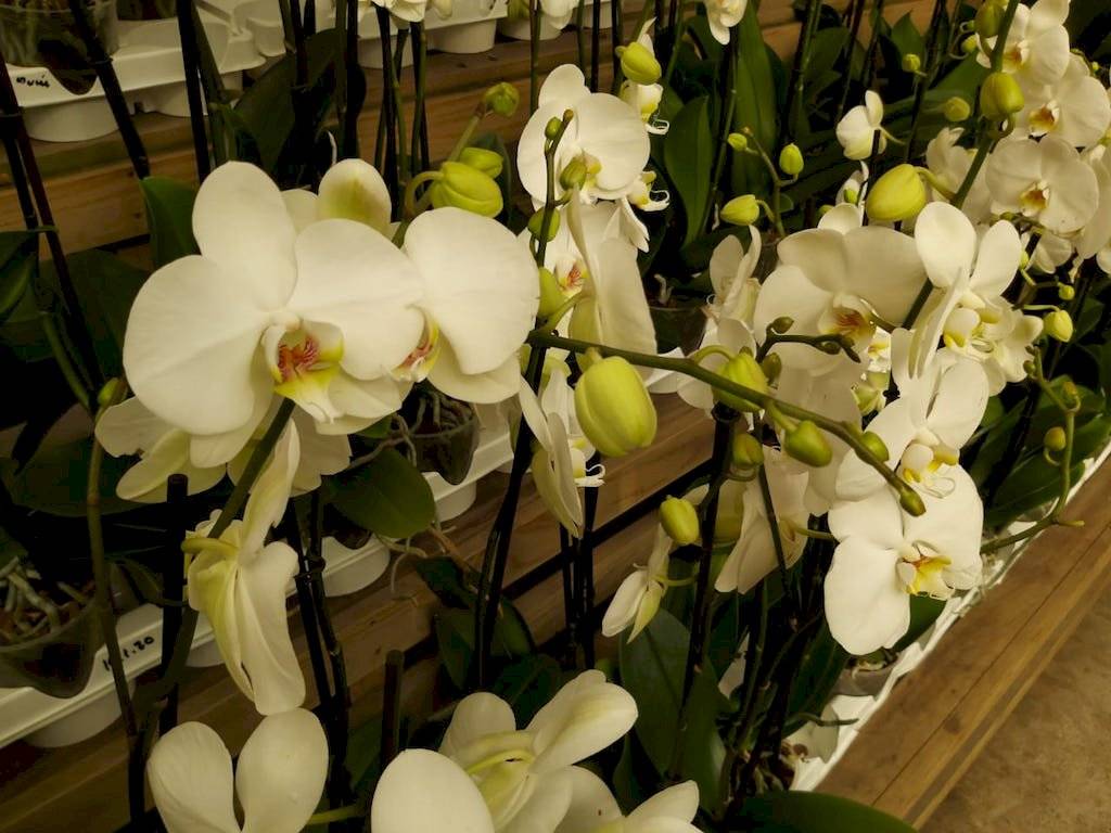 Exposición Nacional de Orquídeas 2020