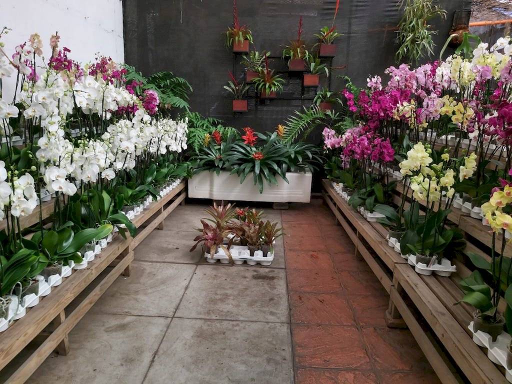 Exposición Nacional de Orquídeas 2020