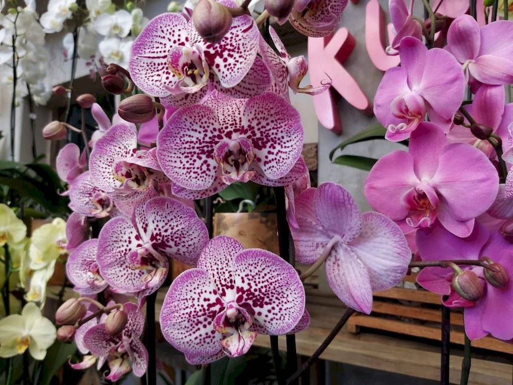 Exposición Nacional de Orquídeas 2020