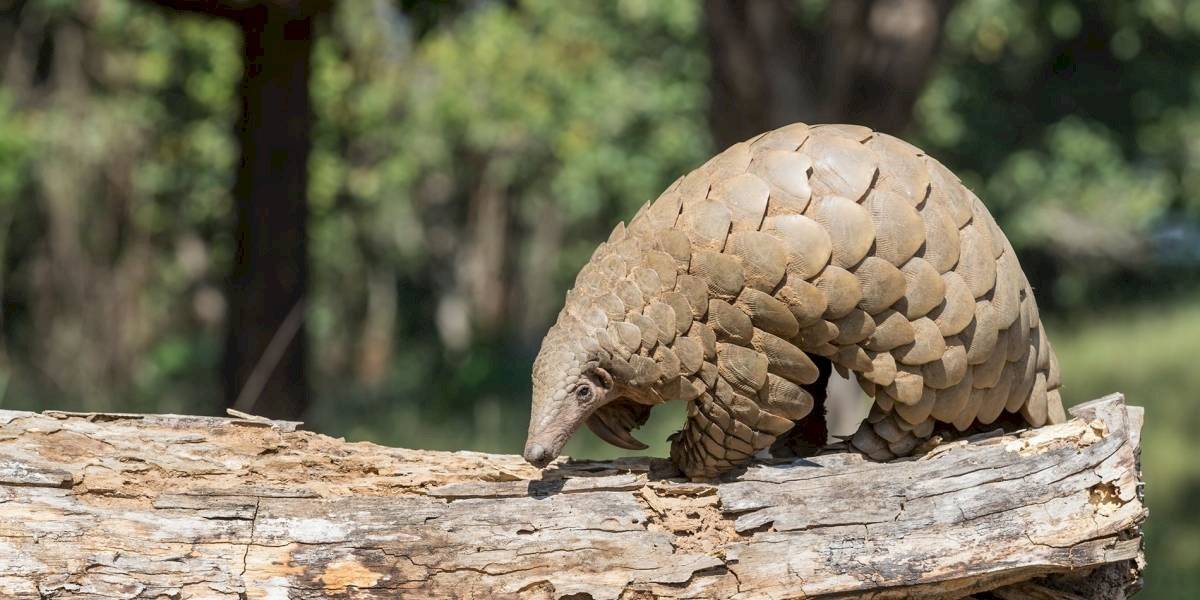 pangolin