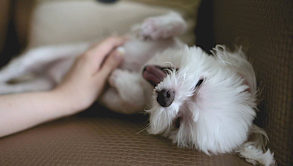 perro
