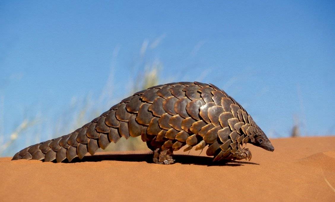 pangolin