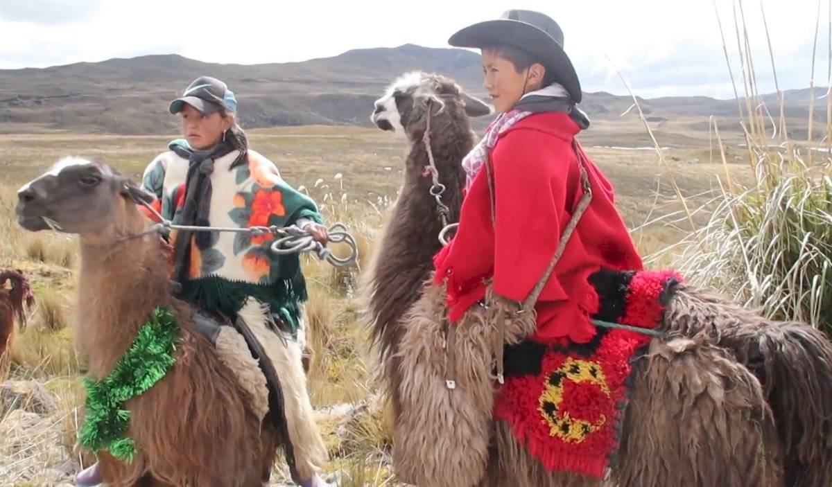 Llamas