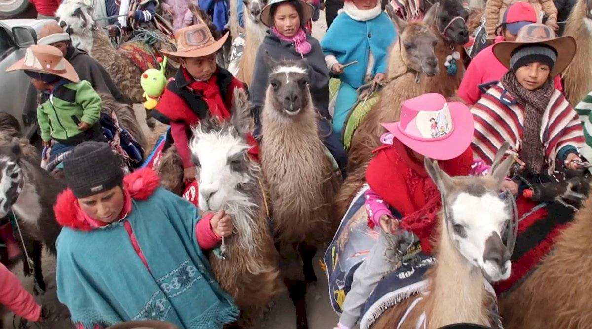 Llamas Ecuador