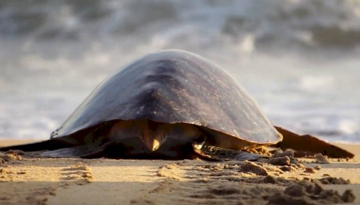 Tortuga