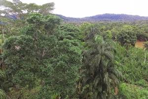 Deforestación en la Amazonia será frenada por la Fuerza Nacional de Brasil