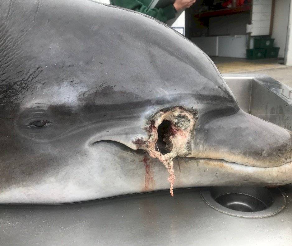 Dispararon y apuñalaron a dos delfines en una playa de Estados Unidos