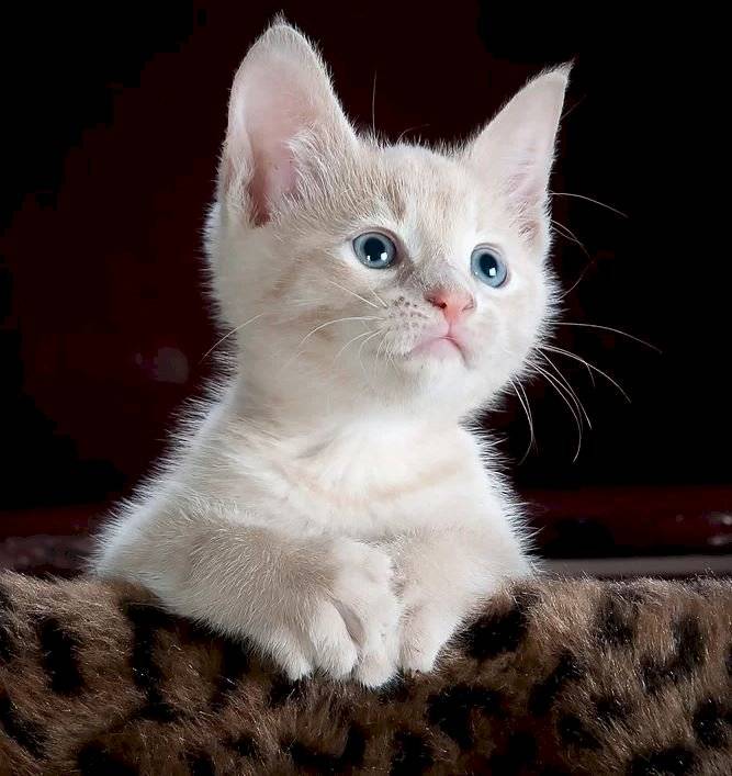 Gato