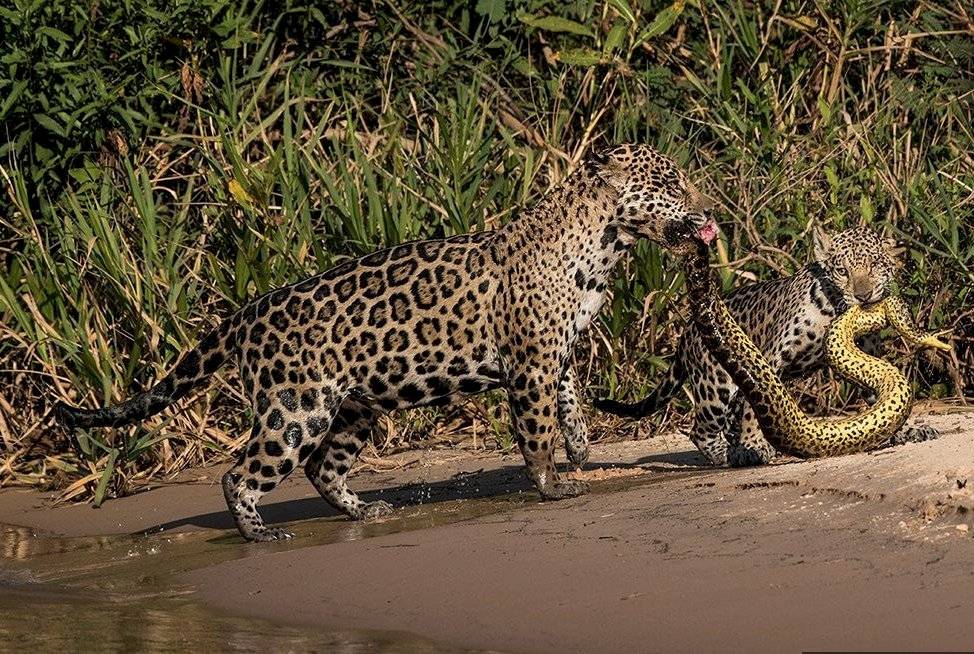la dramática foto de una madre jaguar con un cachorro enfrentándose a una anaconda